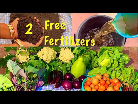 2 Homemade Free Organic Fertilizers For Plants // Full Of Nutrients // 100% Organic