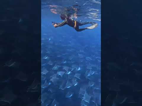 Giant Mobula Ray Migration