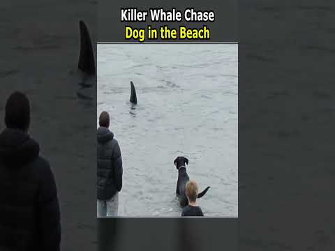 Killer Whale Chase Dog in the Beach