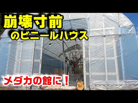 崩壊寸前のビニールハウスをめだか御殿に！【第2回】