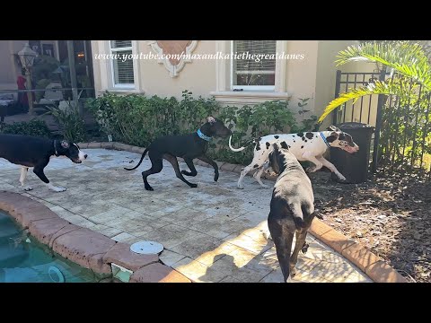 Excited Funny Great Dane Six Pack Reunites For Annual Florida Vacation