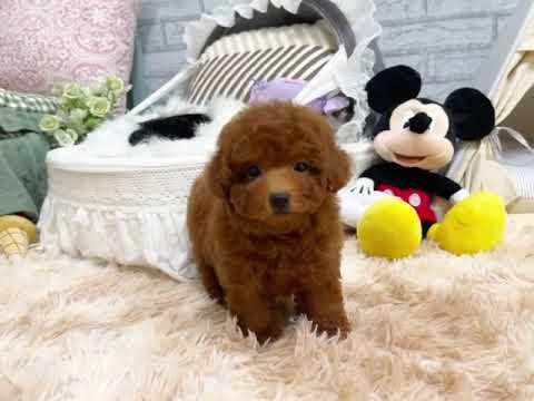 Toy Poodle - Clarence