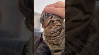 【猫動画】猫と目覚める休日の朝が最高すぎる件www #shorts