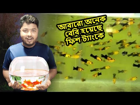 আবারো অনেক বেবি হয়েছে ফিশ ট্যাংকে | Fish Aquarium | Mahid Dream Zoo