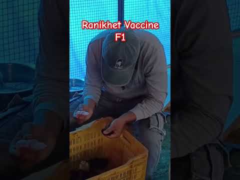 Ranikhet Vaccine F1 #desipoultryfarming #chicken #poultry #freerangefarming