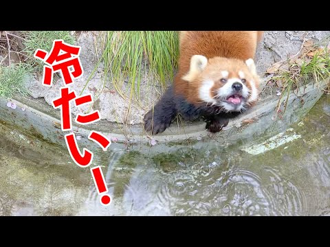 入場無料【野毛山動物園】レッサーパンダのイチゴちゃん♪お水冷たいのかい？