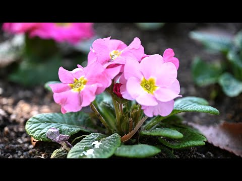 続・大仙公園・冬の花を探して