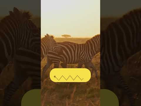 ​​🦓 Did You Know That Zebras Sleep Standing Up During the Day?