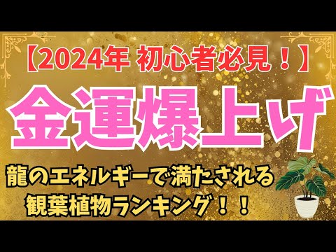 【初心者必見！】お金がどんどん増える！龍のエネルギーで金運を引き寄せる観葉植物トップ6