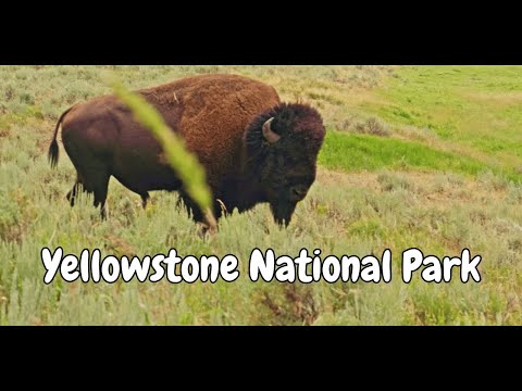 Yellowstone: More Than A TV Show!