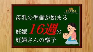 【妊娠16週】この時期の妊婦さんの症状と過ごし方とは？