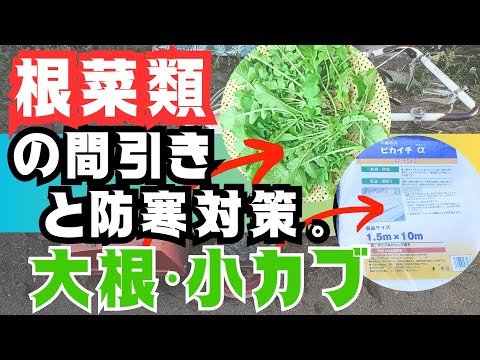 【秋冬野菜】、【大根】・【小カブ】の間引きと寒くなるので『防寒対策』します‼️