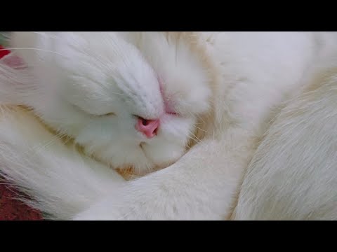 THE BEST Cat Sleep Moments