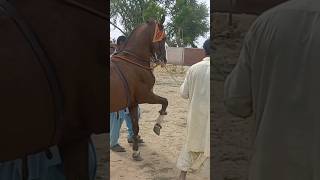 Horse riding video #foryou #viralvideo #viralshort #horseriding #horsevideo #viralvlogs #mynewvlog