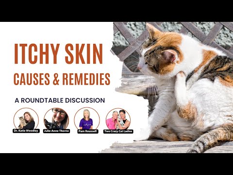 Cats With Itchy Skin | An Expert Roundtable Discussion