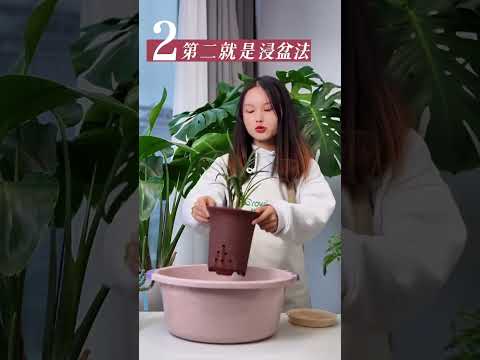 你天天给花浇水，但是很有可能你的花还是缺水而死。#益植妙小芳 #室内盆栽 #养花小知识