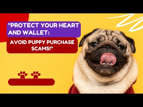 "Protect Your Heart and Wallet: Avoid Puppy Purchase Scams!"  🐶🐕🐕‍🦺🐩   #scam alert #dog #puppy