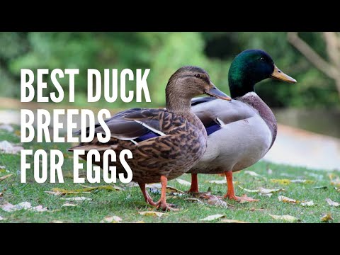 The 15 Best Duck Breeds for Eggs