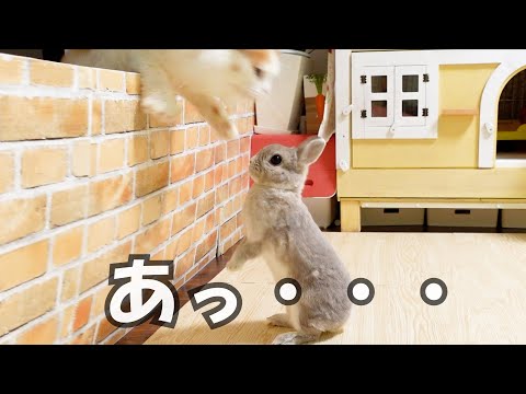 そろそろ弟猫が隣室から遊びに来るのでウキウキで待機してたら、いつもの登場パターンをうっかり忘れちゃってた姉うさぎの悲劇