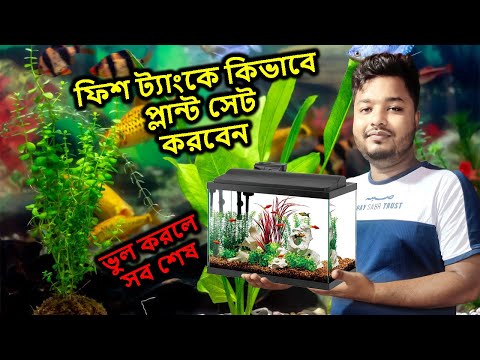 ফিশ ট্যাংকে কিভাবে প্লান্ট সেট করবেন | Fish Tank | Mahid Dream Zoo