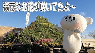 【小山市】思い川道の駅『菊見本市』【散歩】