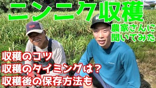 ニンニク収穫！収穫のタイミングとコツ・保存方法をニンニク農家さんに聞いてみた