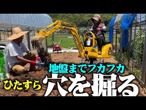 【重機で楽しい穴掘り】太いゴボウを収穫する為の土作り。地盤まで穴を掘る【ゴボウ】