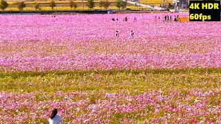 4K HDR/60fps【コスモス満開❣ 兵庫県小野市/ひまわりの丘公園/2022】10/26(水) 400万本！