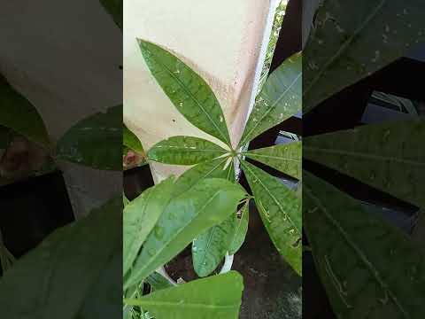 Vlog #1078  MONEY TREE WITH SEVEN LEAVES IN OUR GARDEN