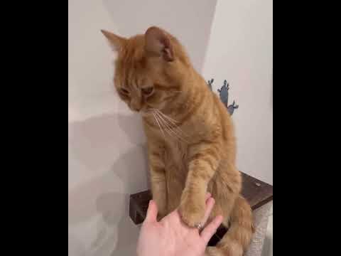 【ねこ動画】 飼い主の要求にしぶしぶ応え続けてくれる優しい諭吉  #マンチカン #ねこのいる生活 #ねこのいる暮らし #ねこの多頭飼い