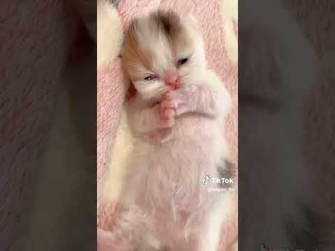 Credits to heyan_lin on tiktok #notmine #youtubeshorts #shortsviral #adorable #kitten #catvideos