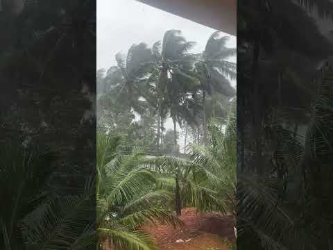 അതിശക്തമായ കാറ്റും മഴയും പ്രദേശത്തല്ലാം മരങ്ങൾ ഒടിഞ്ഞു വീണു..