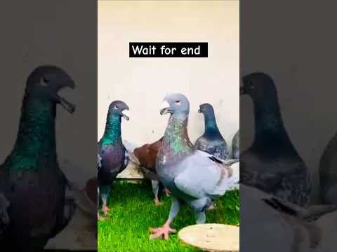 Fancy kabutar fancy #pigeon #shortvideo #shorts #viralvideo