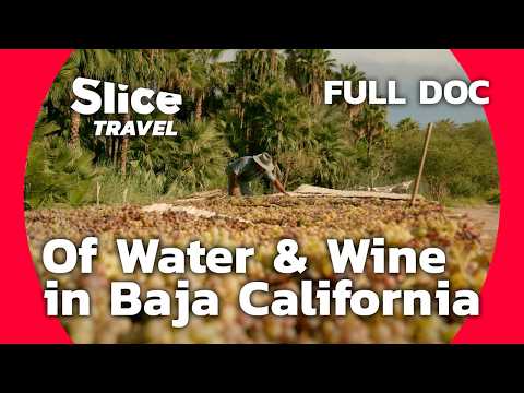 Mexico: Beneath the Palm Trees of Comondu | SLICE TRAVEL | FULL DOC