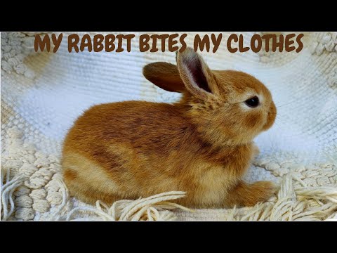 My Rabbit Bites My Clothes