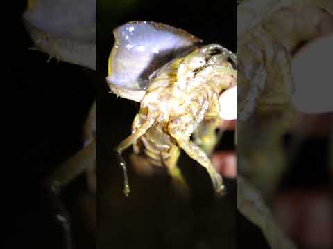 Timelapse of Crayfish Molting From Its Shell ,And a Lot of Crayfish #crayfish #farming #agriculture