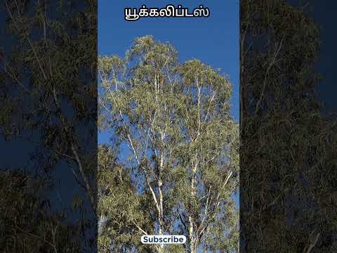 யூக்கலிப்டஸ் மரத்தைக் கனவில் கண்டால் | eucalyptus tree in dream | comment reply