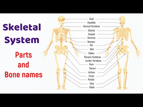 skeletal system bones name - skeletal system bones - skeletal system bones anatomy - diyas funplay