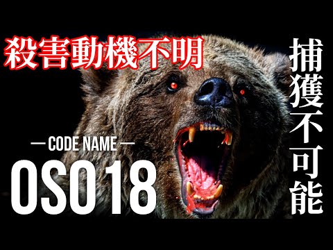 【怪物】家畜を真っ二つに・・・北海道史上最悪の連続牛食いヒグマ“OSO18”を一刻も早く捕獲しなければならない理由