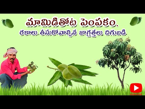 Mango Trees Cultivation Process In Natural Ways.. మామిడి చెట్ల పెంపకం,వాటిలో రకాలు,దిగుబడి |