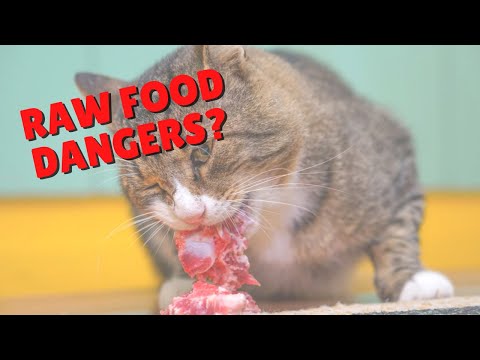 Raw Cat Food Dangers? | Two Crazy Cat Ladies