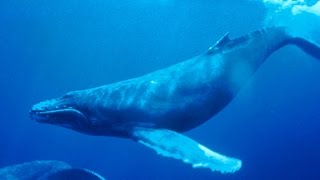 Haunting song of humpback whales