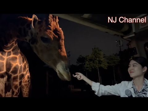 NJ Channel EP.56 ส่องสัตว์ยามค่ำคืนที่ เชียงใหม่ ไนท์ ซาฟารี (Chiang Mai Night Safari)