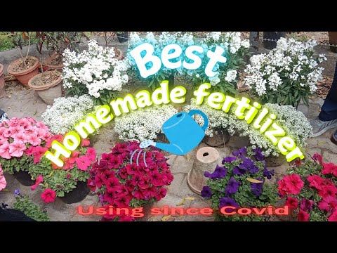 TOP BEST FERTILIZER AT HOME FOR FLOWERING PLANTS /VEGETABLE PLNTS ALSO