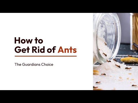 How to Get Rid of Ants Inside and Outside of the House | The Guardian's Choice