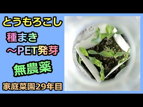 【トウモロコシ 種まき～ペットボトル発芽 2022】家庭菜園29年目 無農薬