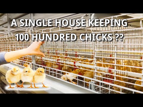 100 Hundred Day Old Chicks Farm With Chicks 6 Tiers Type H Battery Cages