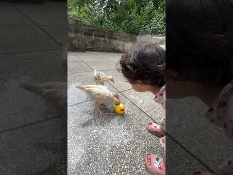 Feeding the ducks and hen