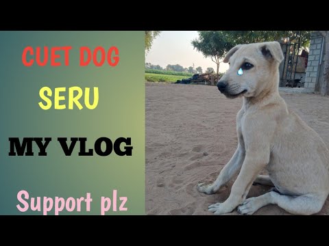 my new vlog cuet dog ke sath kiye maje chote bacho ke fevret dogs #dog #sathkhele#newvlog