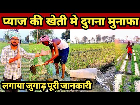 गर्मियों में प्याज की खेती कैसे करें | प्याज की बुवाई कब और कैसे करें | pyaj ki kheti |Onion farming